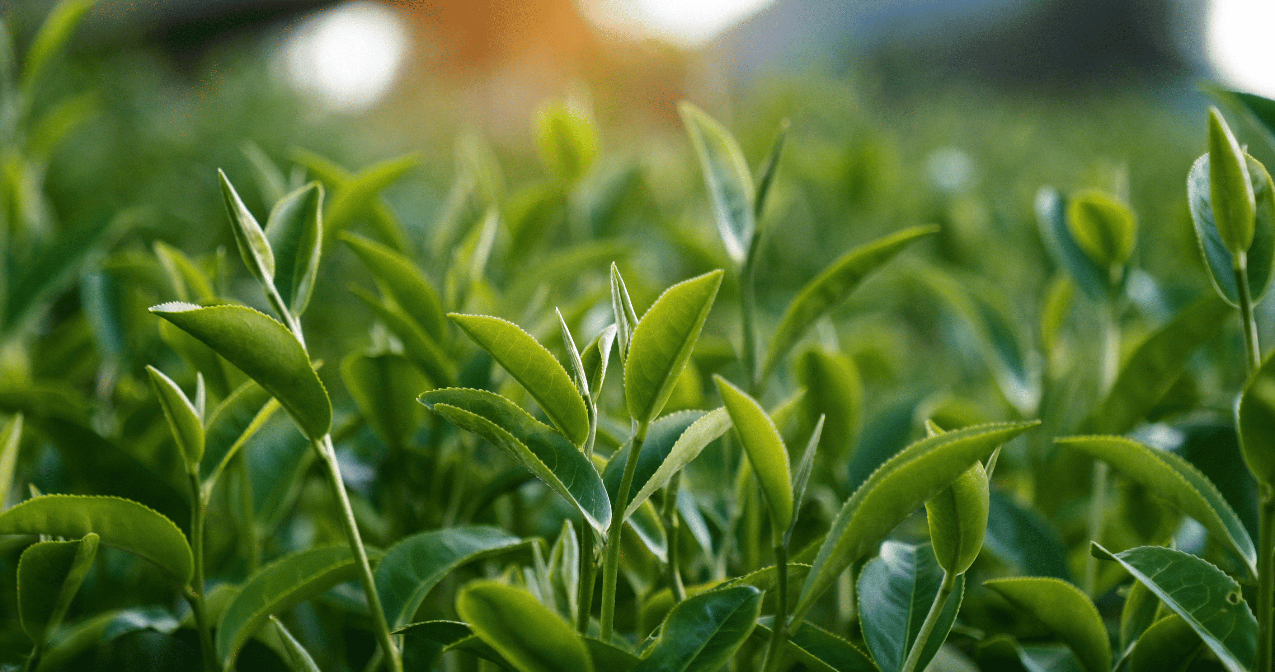 Image Stovell`s Blog