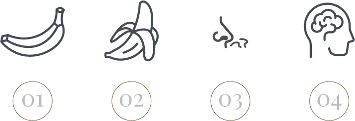 Palate and Brain Process