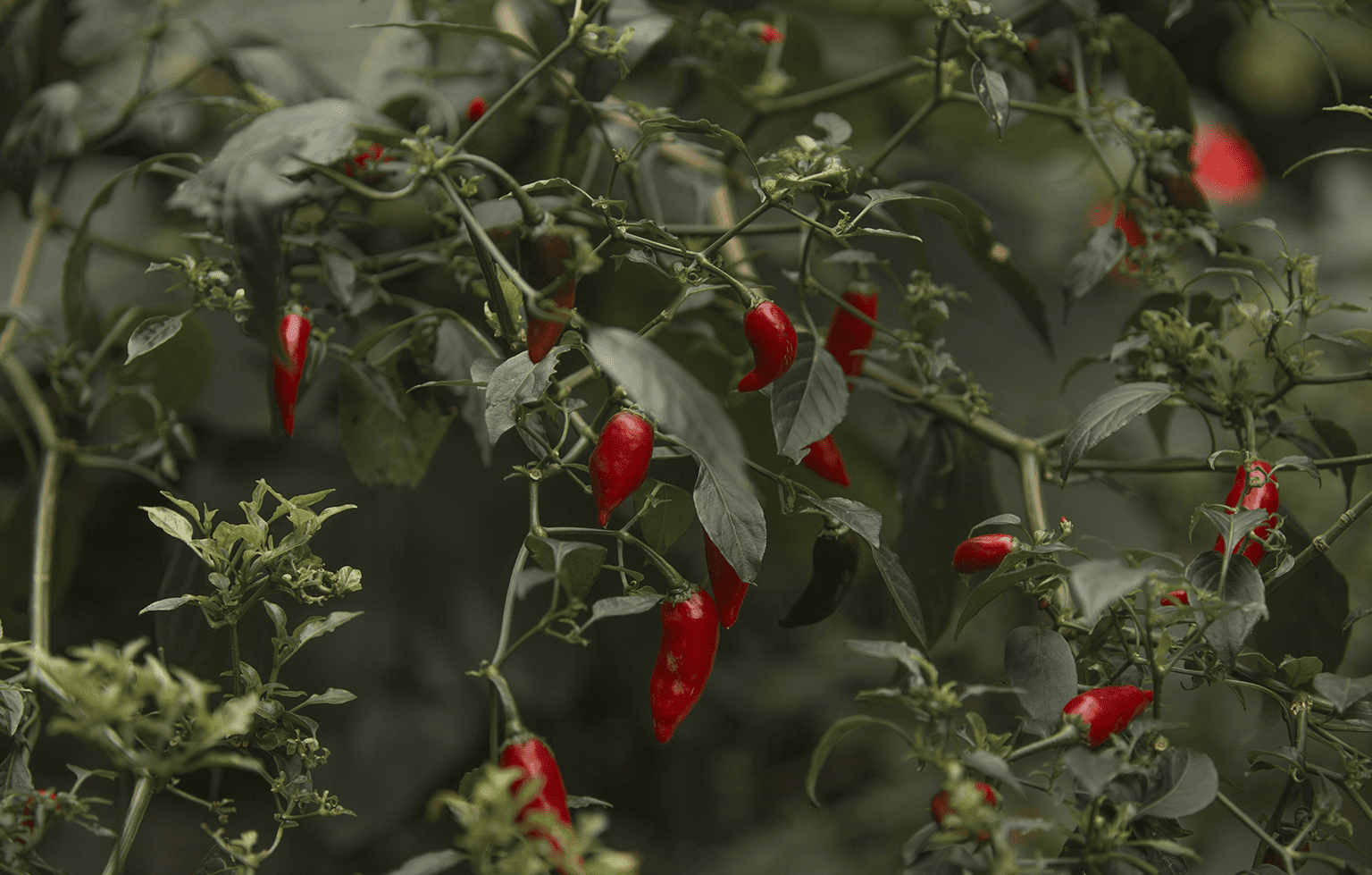 Image Stovell`s Blog