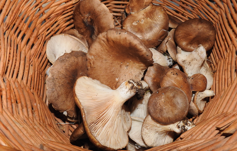 Image Stovell`s Blog